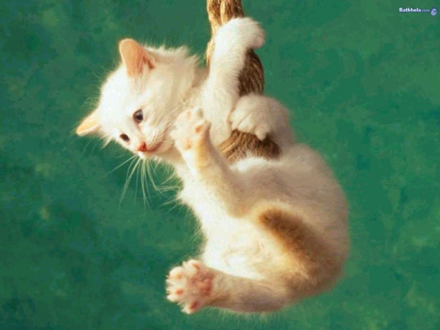 Cat hanging in there